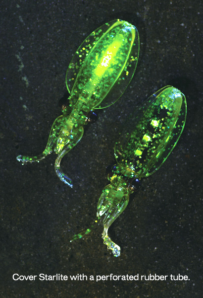 LUMICA Puni-Ika X-WING Realistic Baby Squid Lure