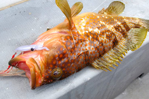 LUMICA Puni-Ika Realistic Baby Squid Lure