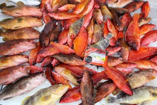 プニイカ X-ウイング