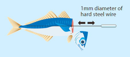 shinkei-jime iki-jime