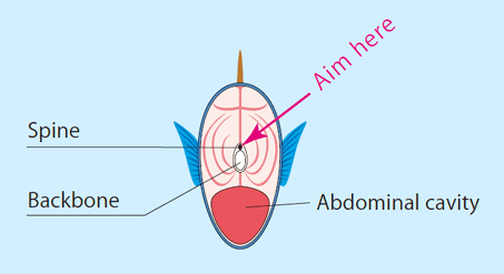 shinkei-jime iki-jime