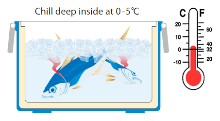 shinkei-jime iki-jime
